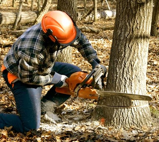 Tree Removal in Burton, MI